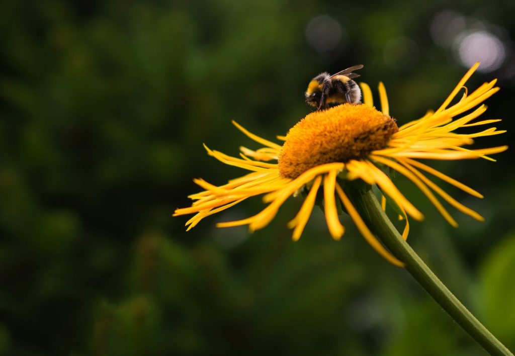 bee-1024x708 Get Your Garden Ready for Summer